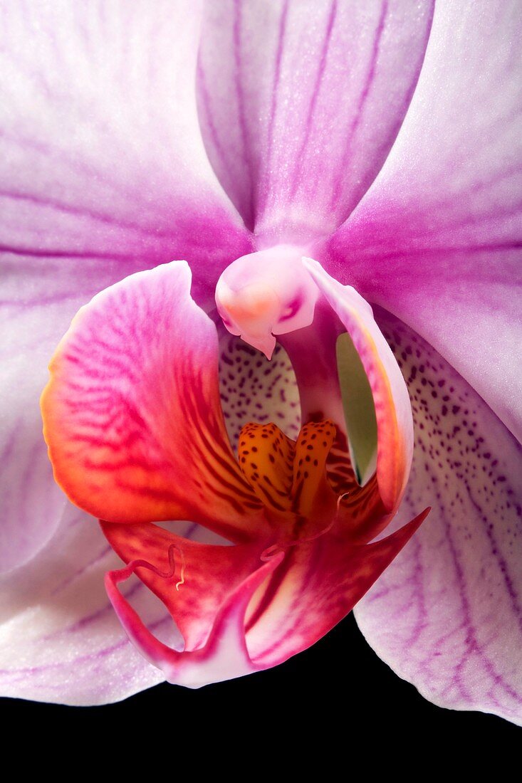 Orchid (Phalaenopsis sp.) flower