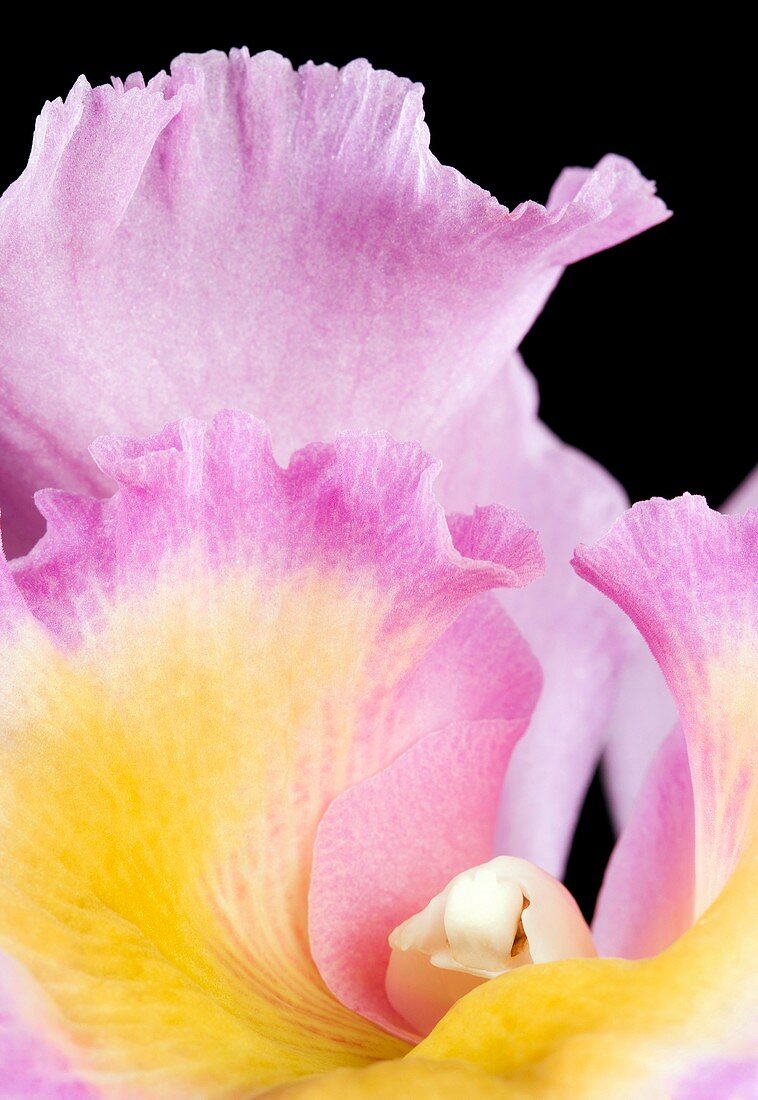 Orchid (Cattleya sp.) flower