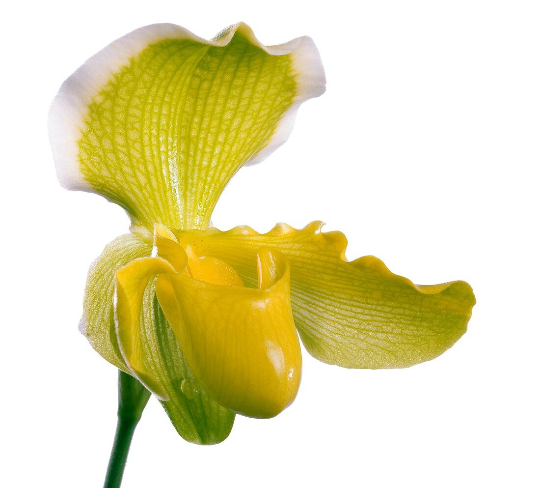 Orchid (Paphiopedilum sp.) flower
