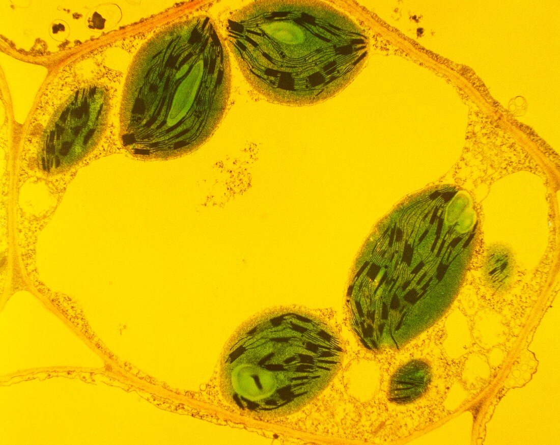 Plant cell,TEM
