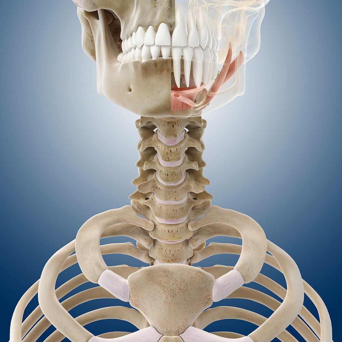 Suprahyoid muscles,artwork