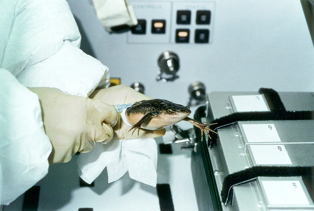 Spacelab-J frog experiment,1992
