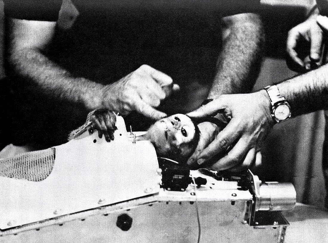 Rhesus monkey launch recovery,1959