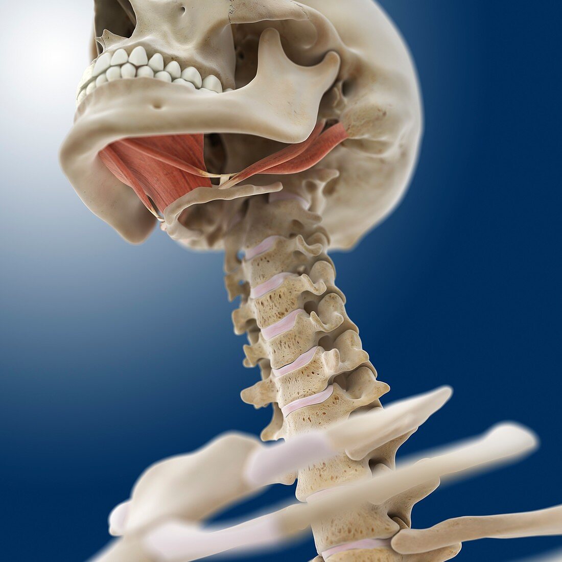 Suprahyoid muscles,artwork