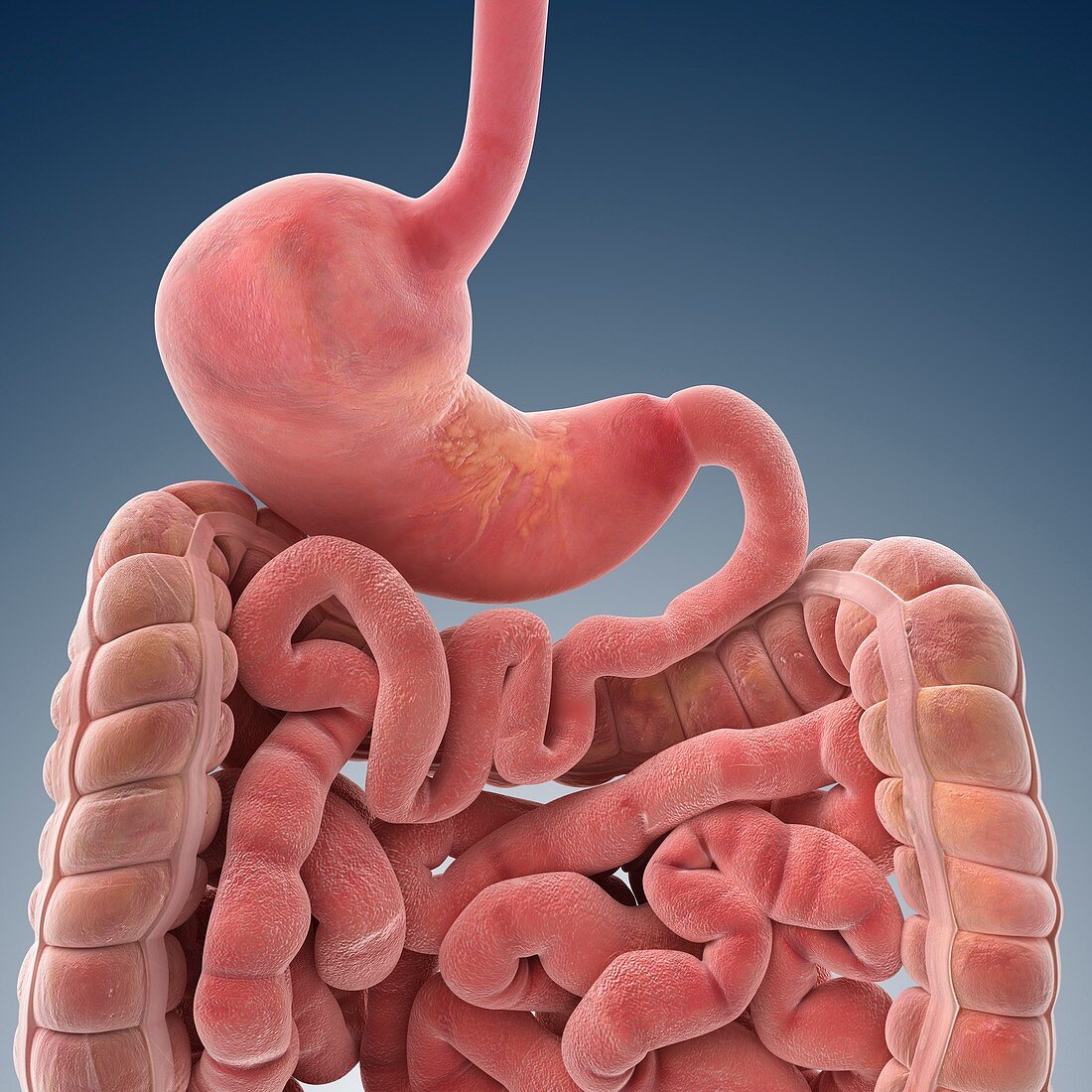 Stomach and intestines,artwork