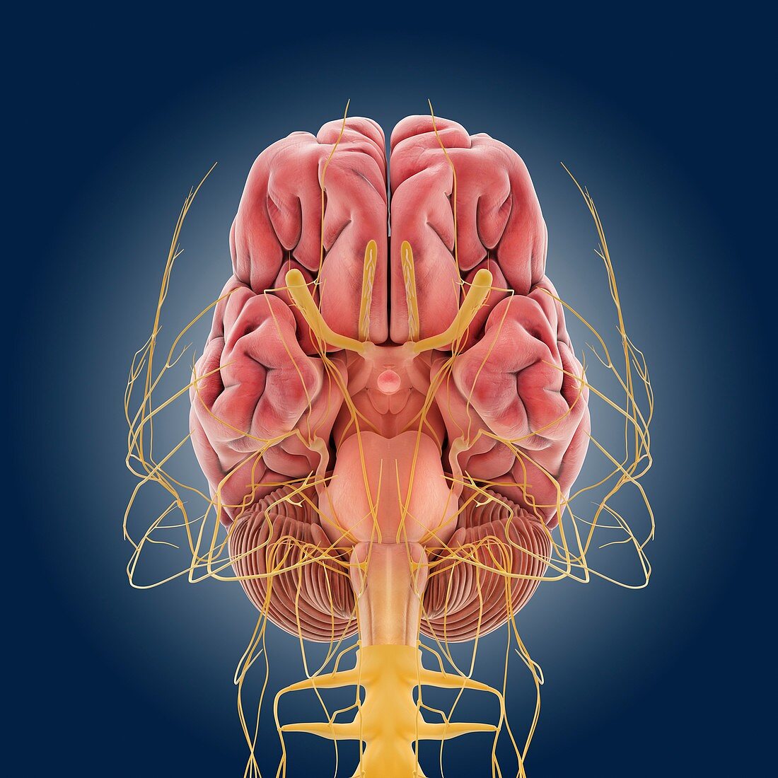 Central nervous system,artwork