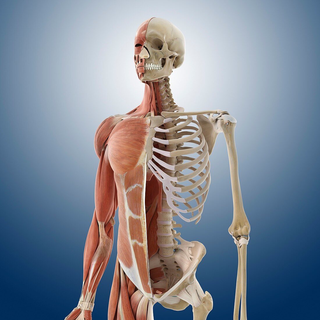 Anatomy of the torso,artwork