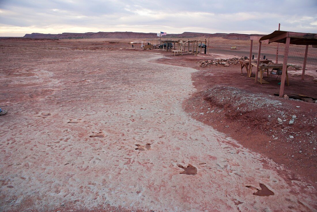 Dinosaur footprints in Arizona