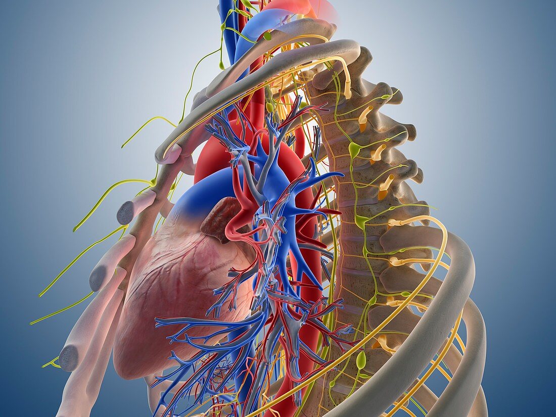 Cardiovascular system,artwork