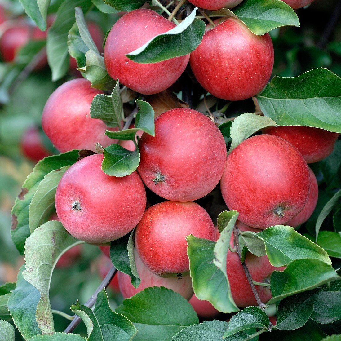 Apple (Malus domestica 'Releika')