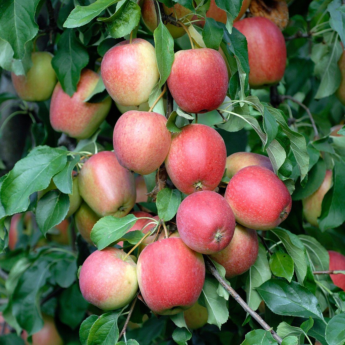 Apple (Malus domestica 'Rewena')
