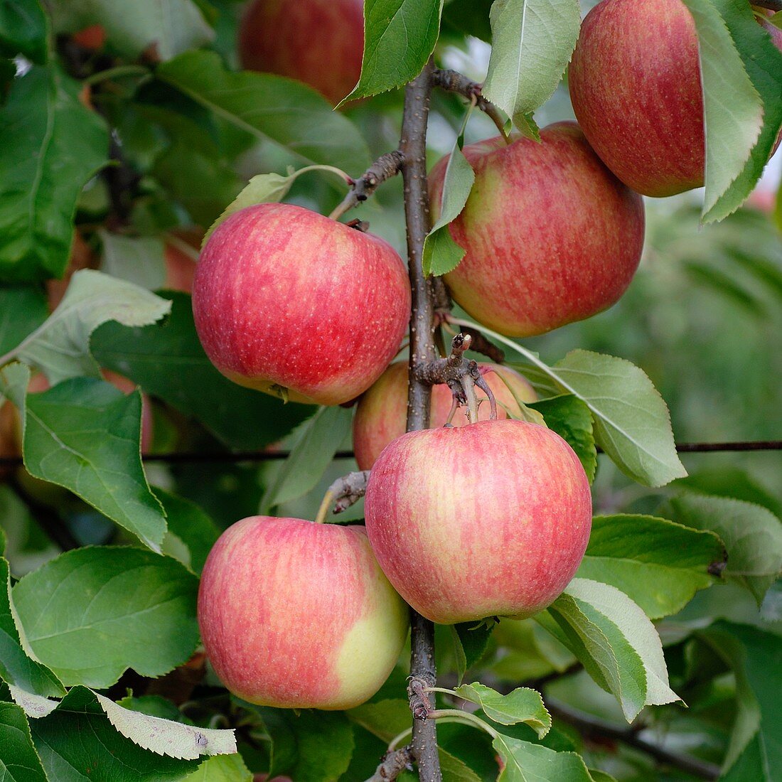 Apple (Malus domestica 'Shampion')