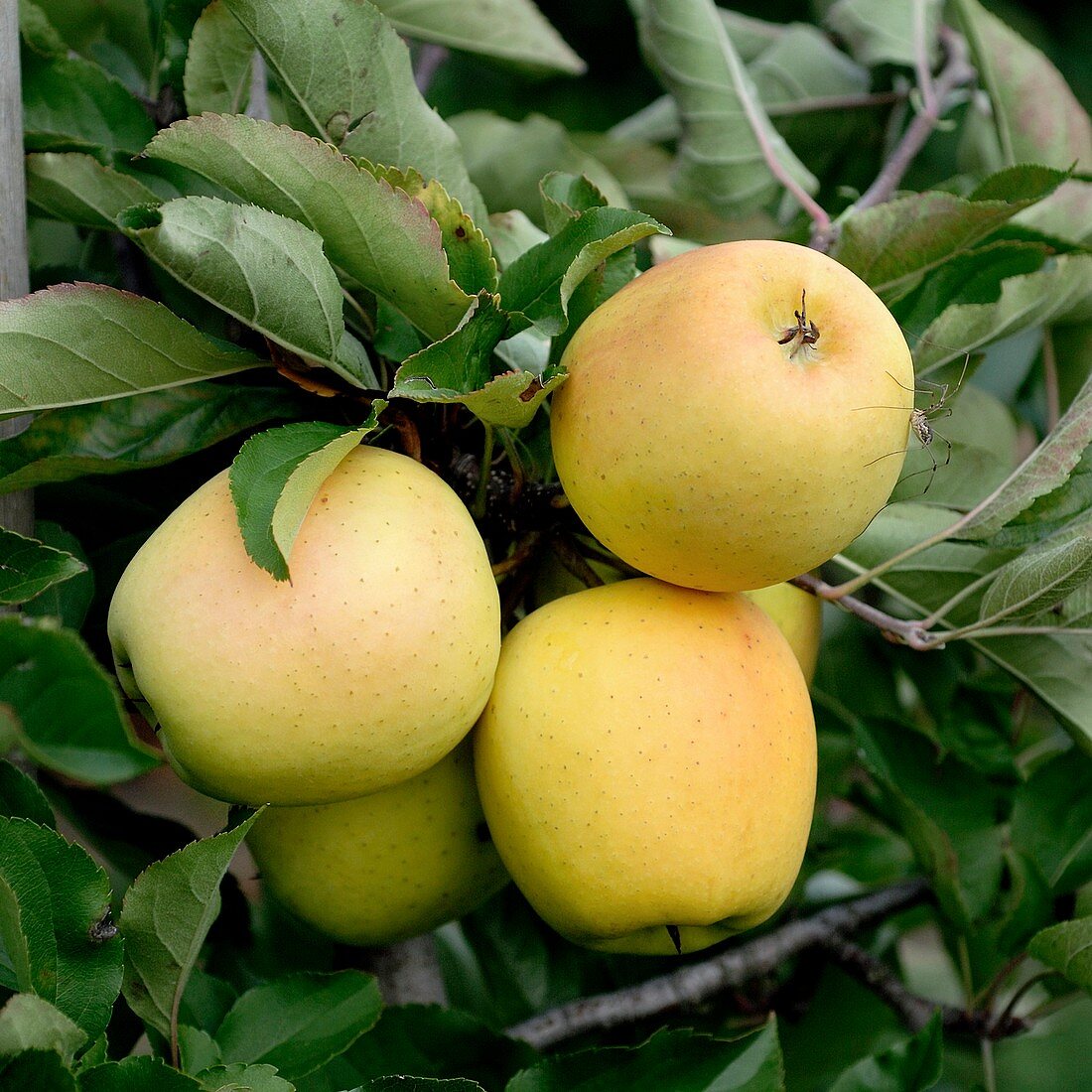 Apple (Malus domestica 'Williams Pride')