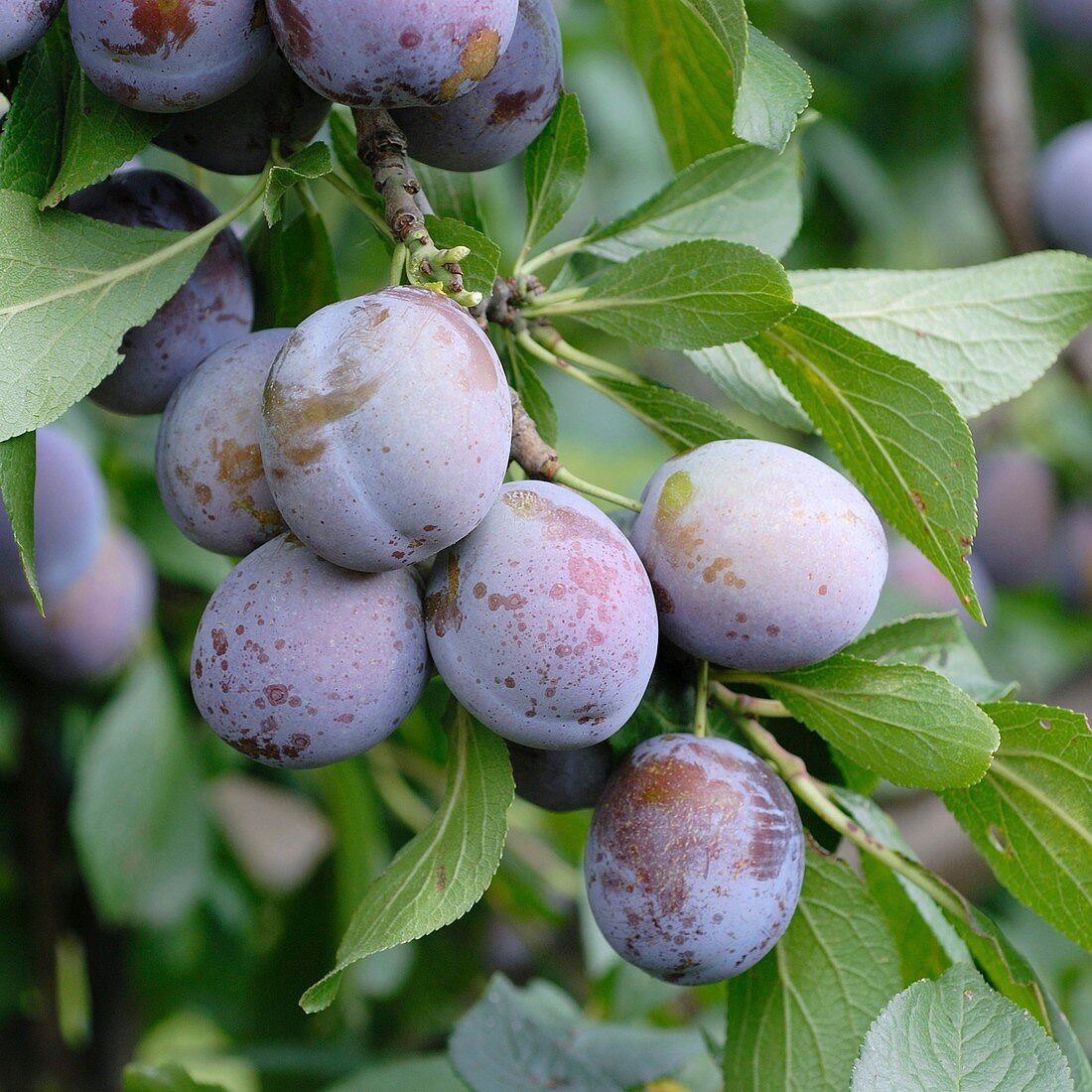Plum (Prunus domestica 'Anna Spath')