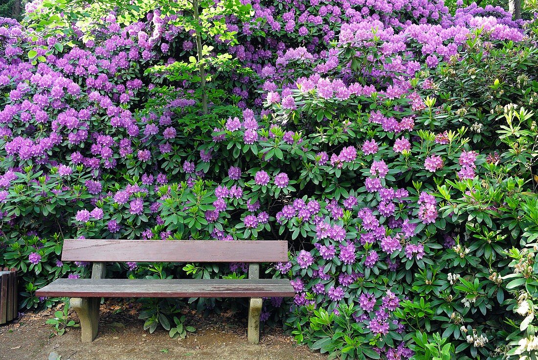 Rhododendron and bench