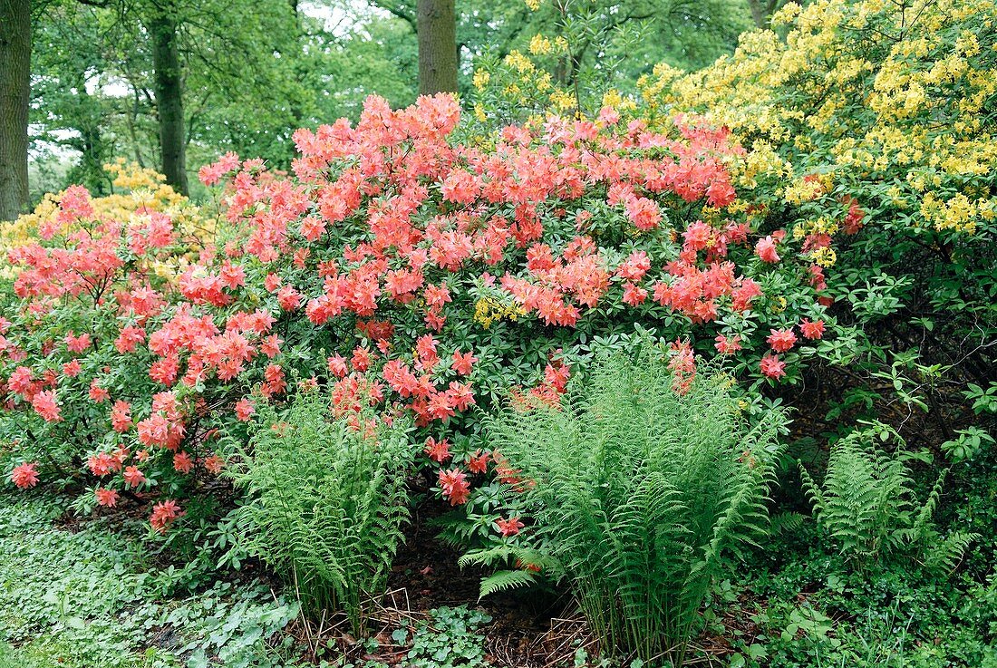 Rhododendron luteum and ferns