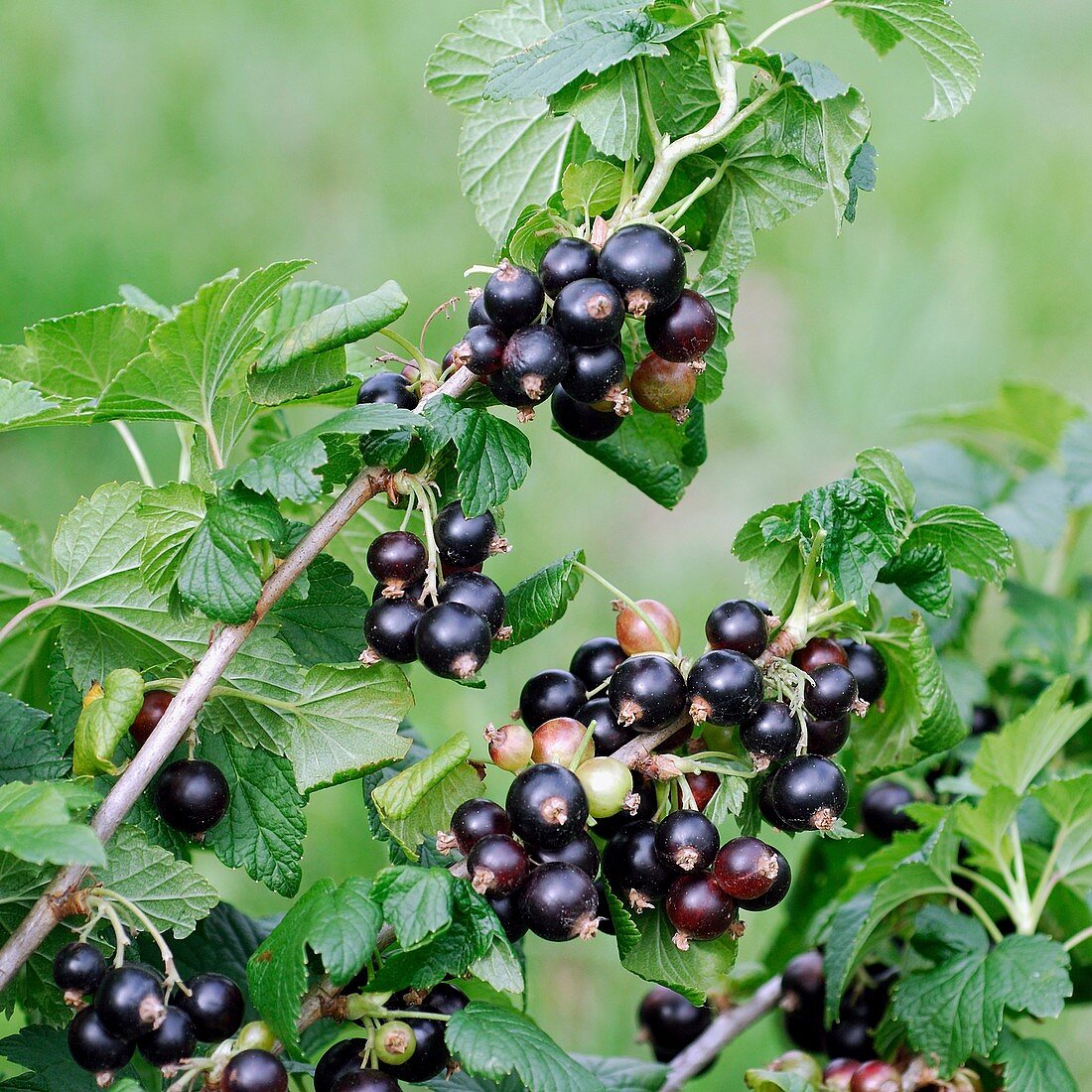 Blackcurrant (Ribes nigrum 'Ben Sarek')