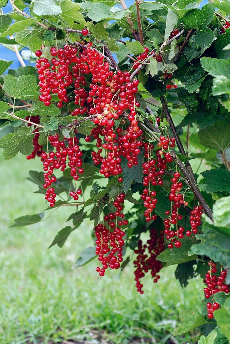 Redcurrant (Ribes rubrum 'Detvan')
