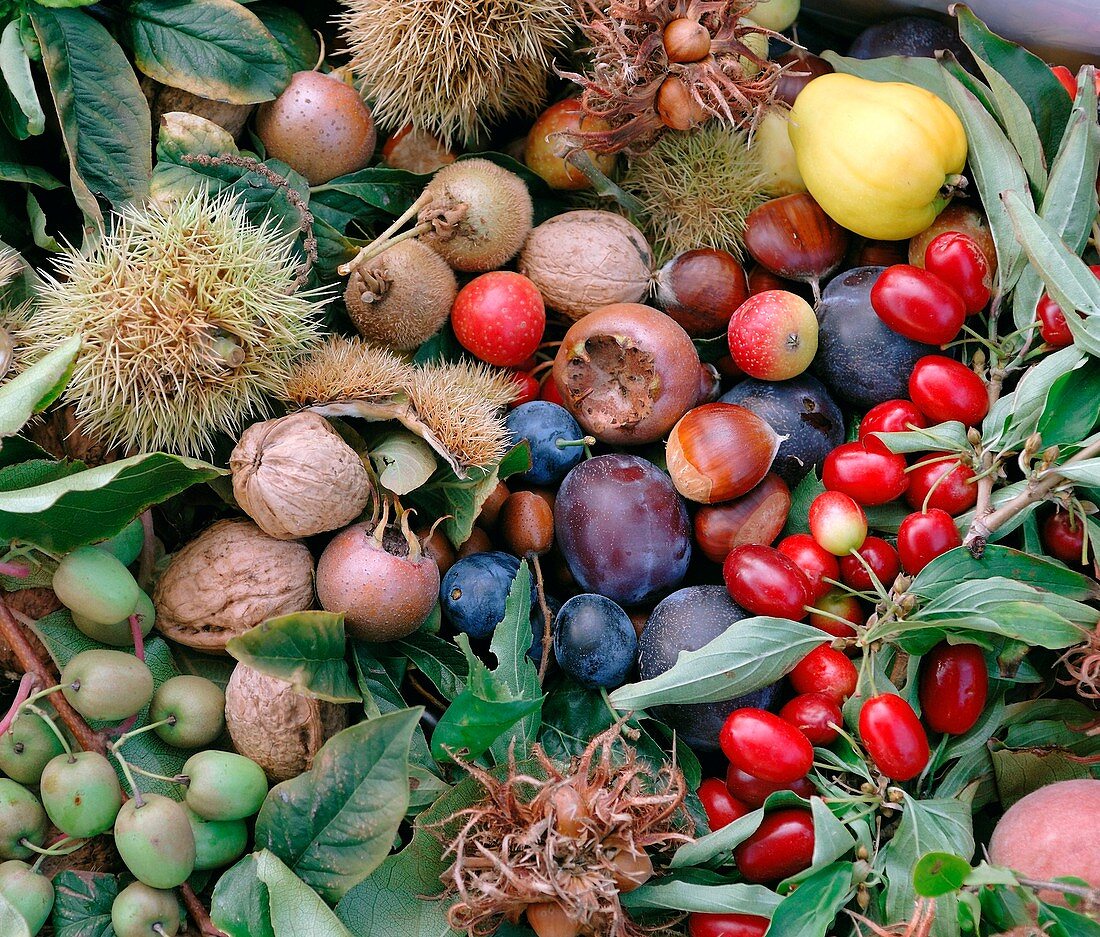 Harvested autumn fruits and nuts