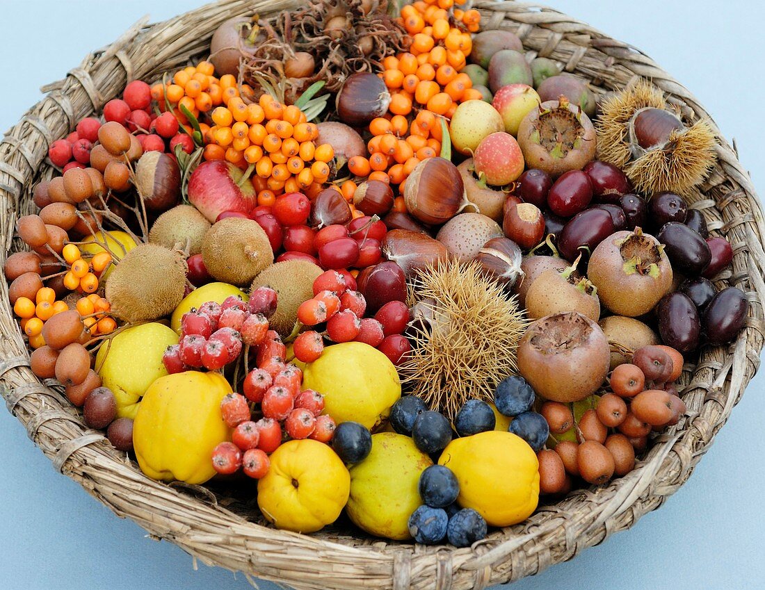 Harvested autumn fruits and nuts