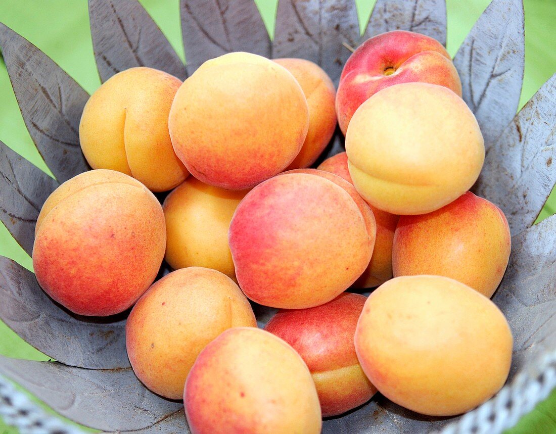Apricots (Prunus armeniaca 'Bergeron')