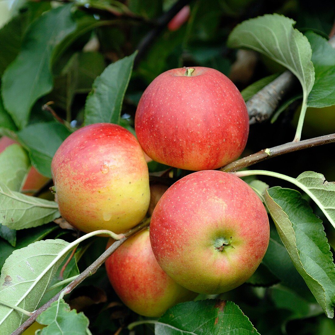 Apple (Malus domestica 'Elstar')
