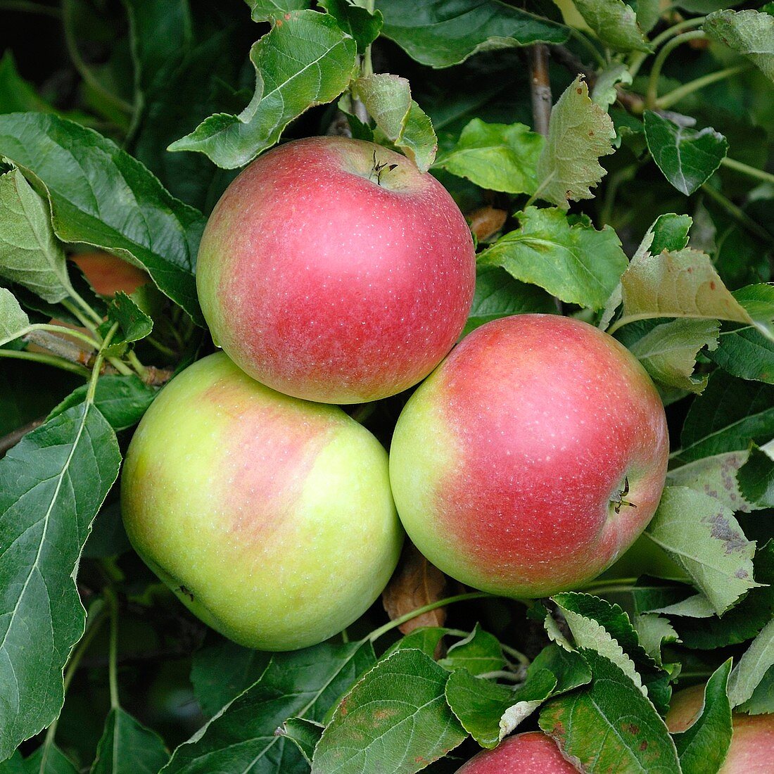 Apple (Malus domestica 'Idared')