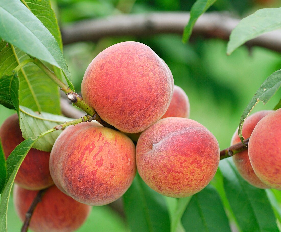 Peach (Prunus persica 'Pilot')