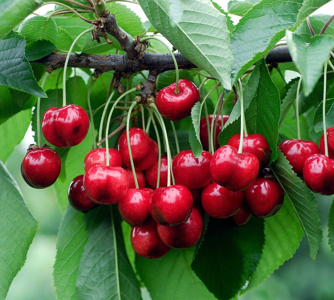 Cherry (Prunus avium 'Hudson')