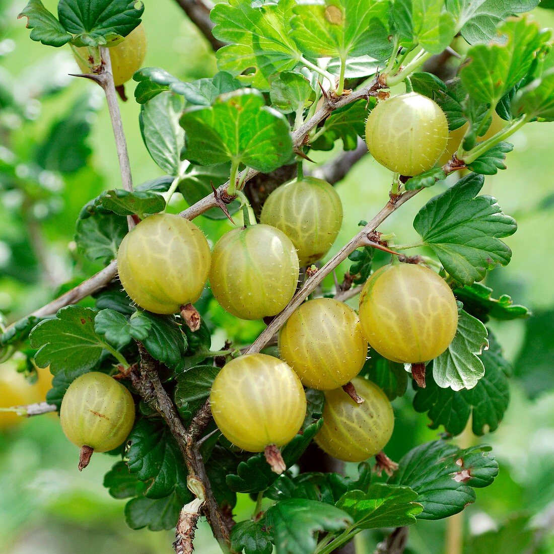 Gooseberry (Ribes uva-crispa 'Rixanta')