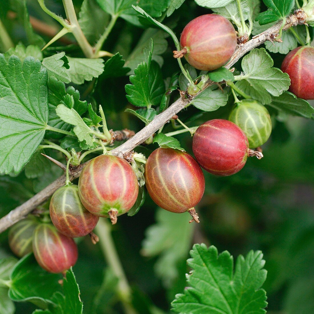 Gooseberry (Ribes uva-crispa 'Redeva')