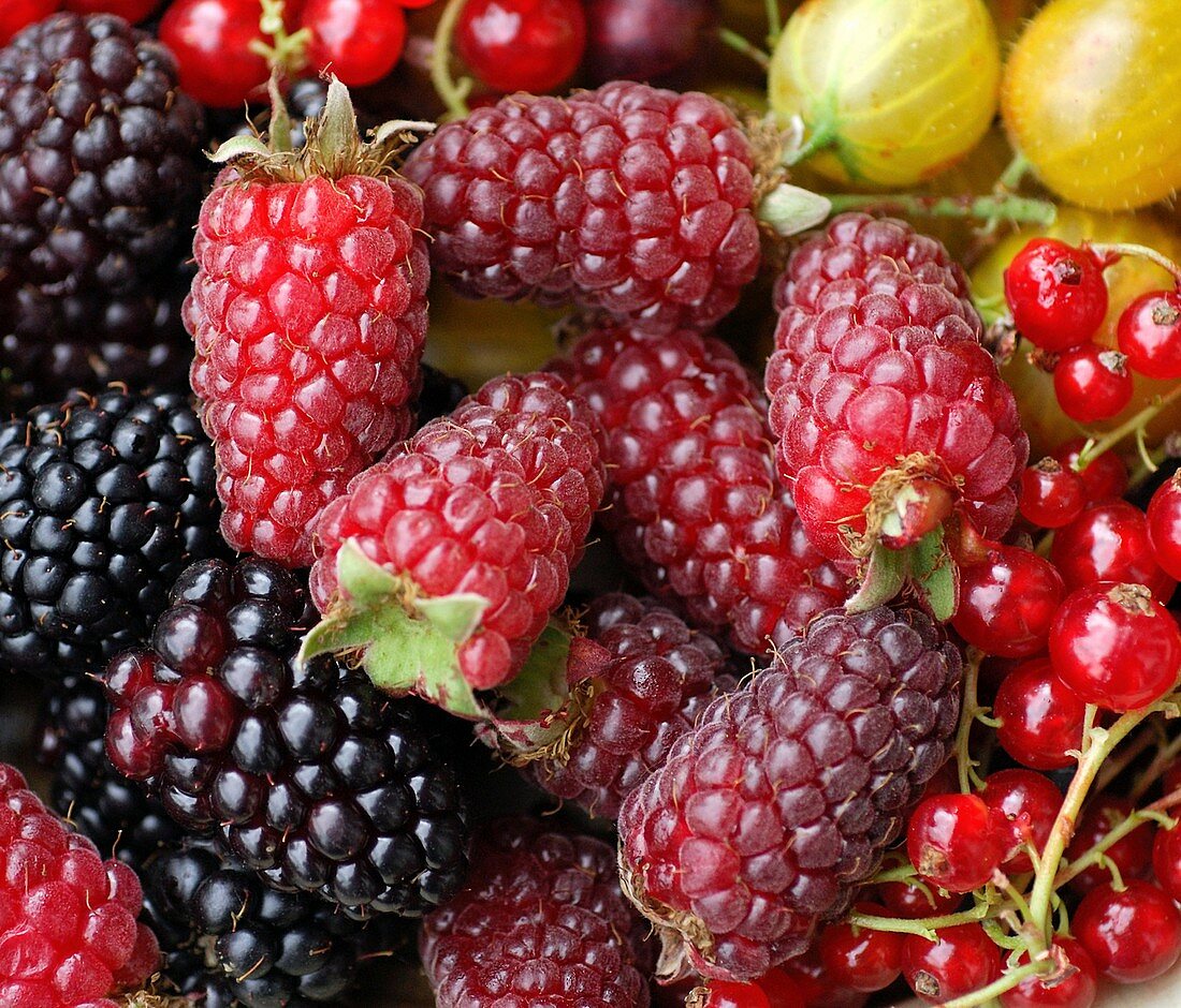 Summer berries
