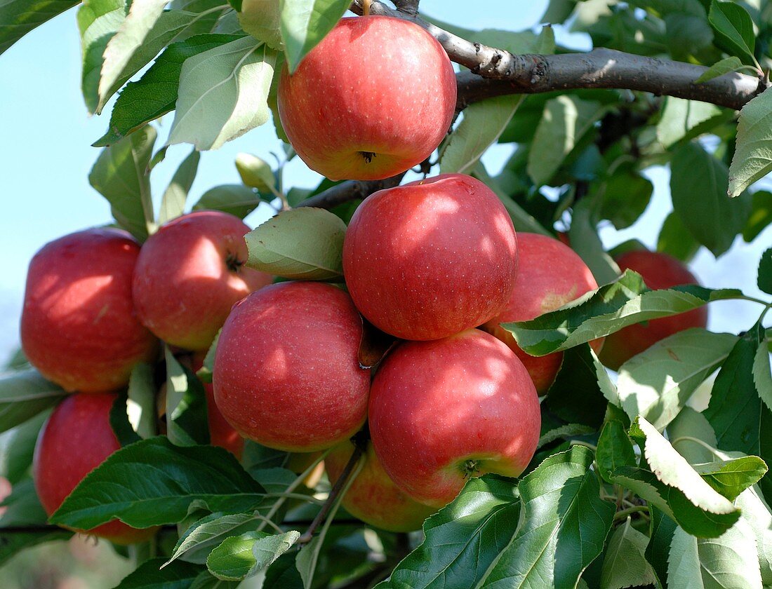 Apple (Malus domestica 'Elan')