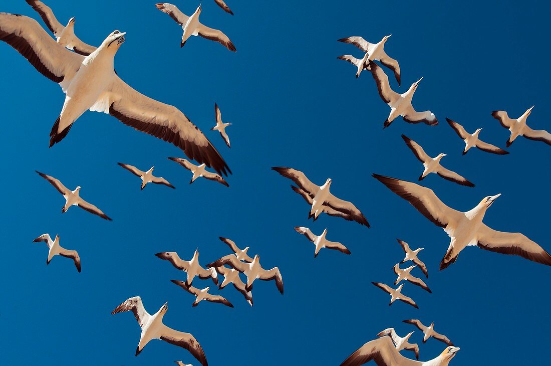 Cape gannets in flight