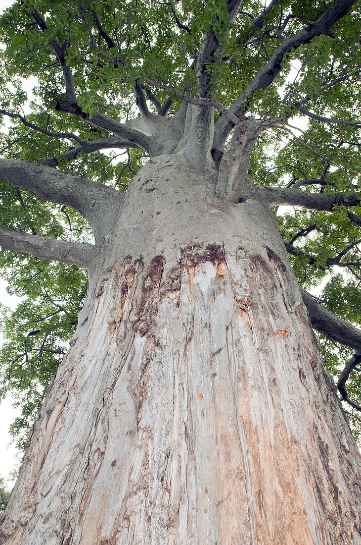 Baobab (Adansonia digitata) tree