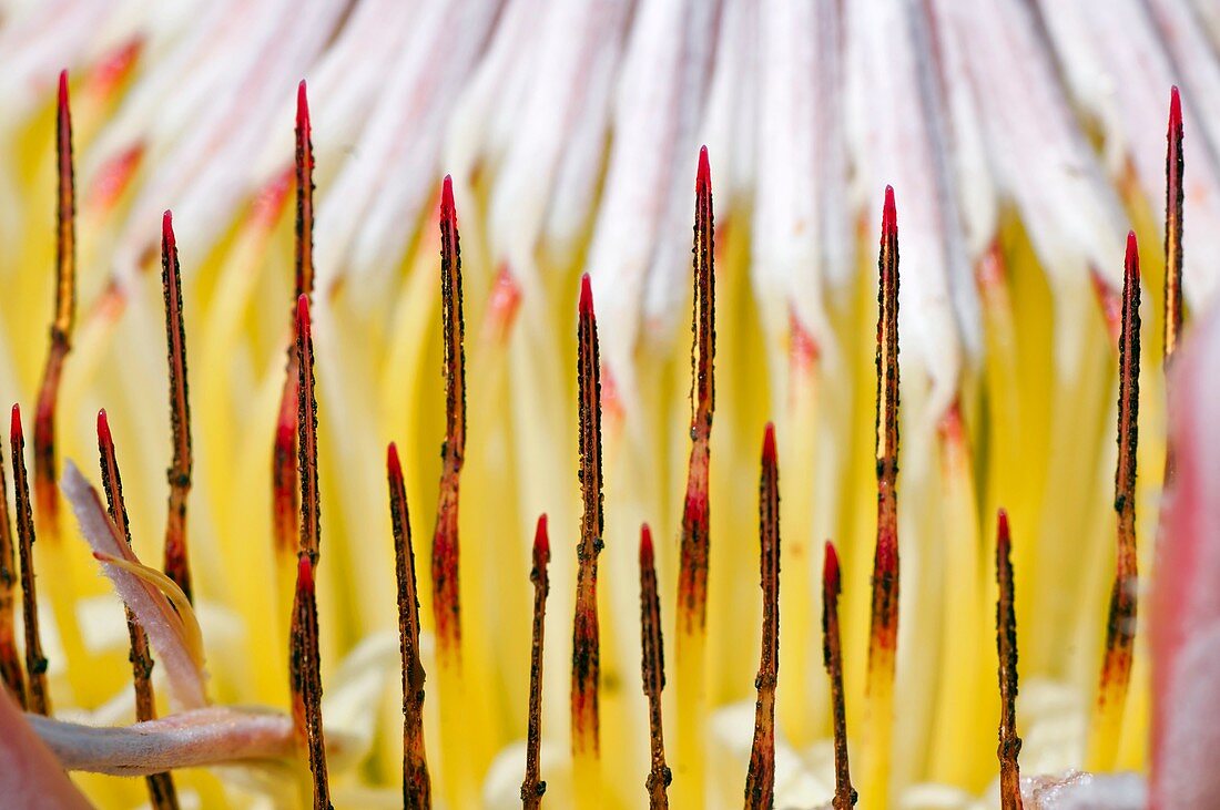 King protea (Protea cynaroides) flower