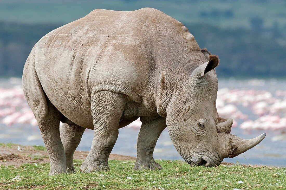 White rhinoceros grazing