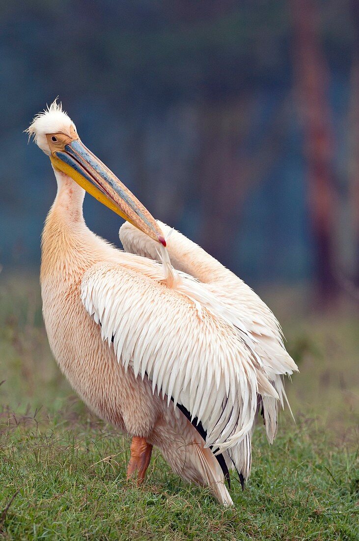 Great white pelican preening