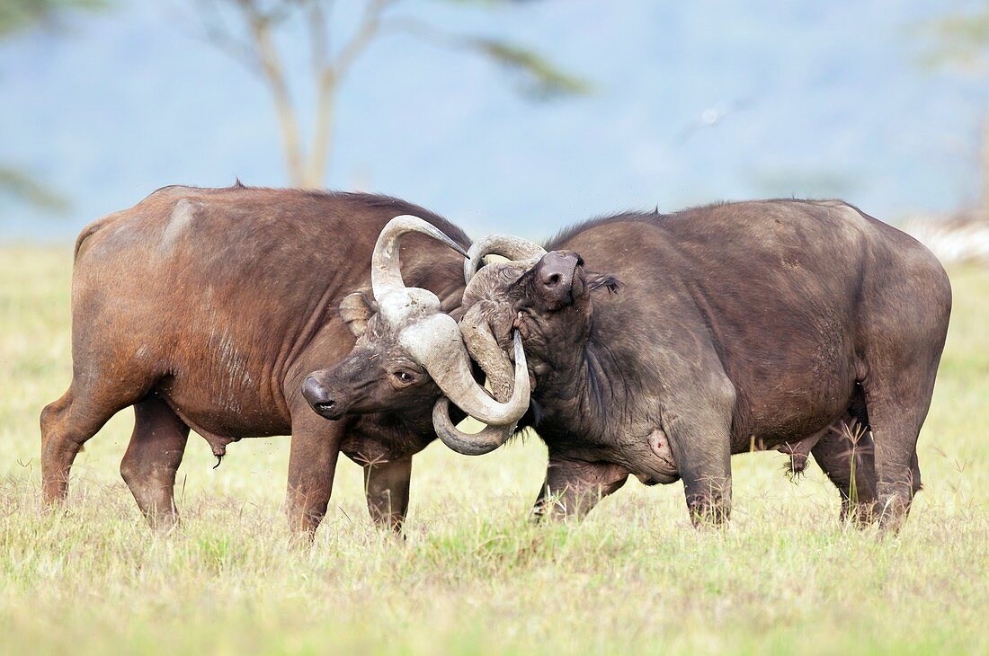 African buffalo fighting