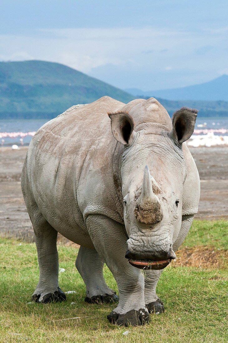 White rhinoceros grazing