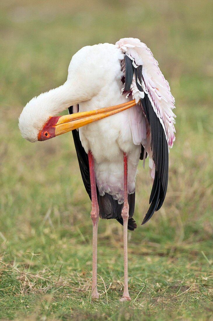 Yellow-billed stork preening