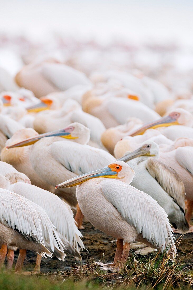 Great white pelicans