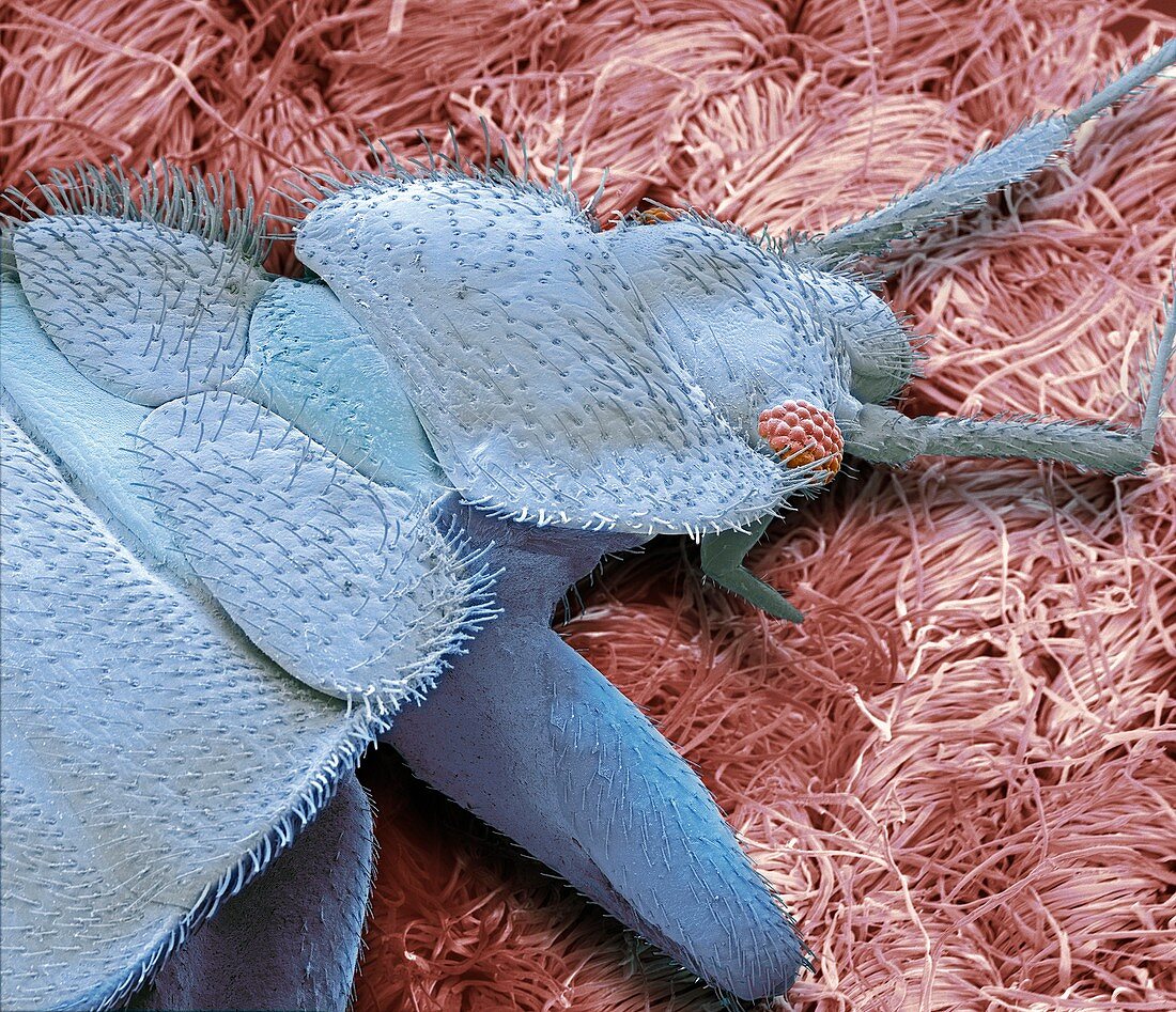 Bedbug,SEM