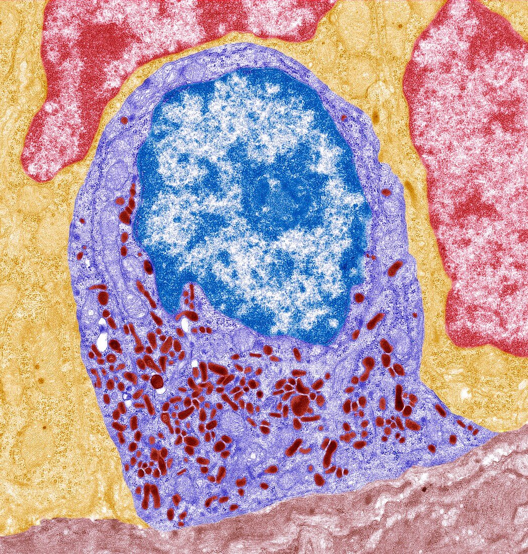 Intestinal endocrine cell,TEM