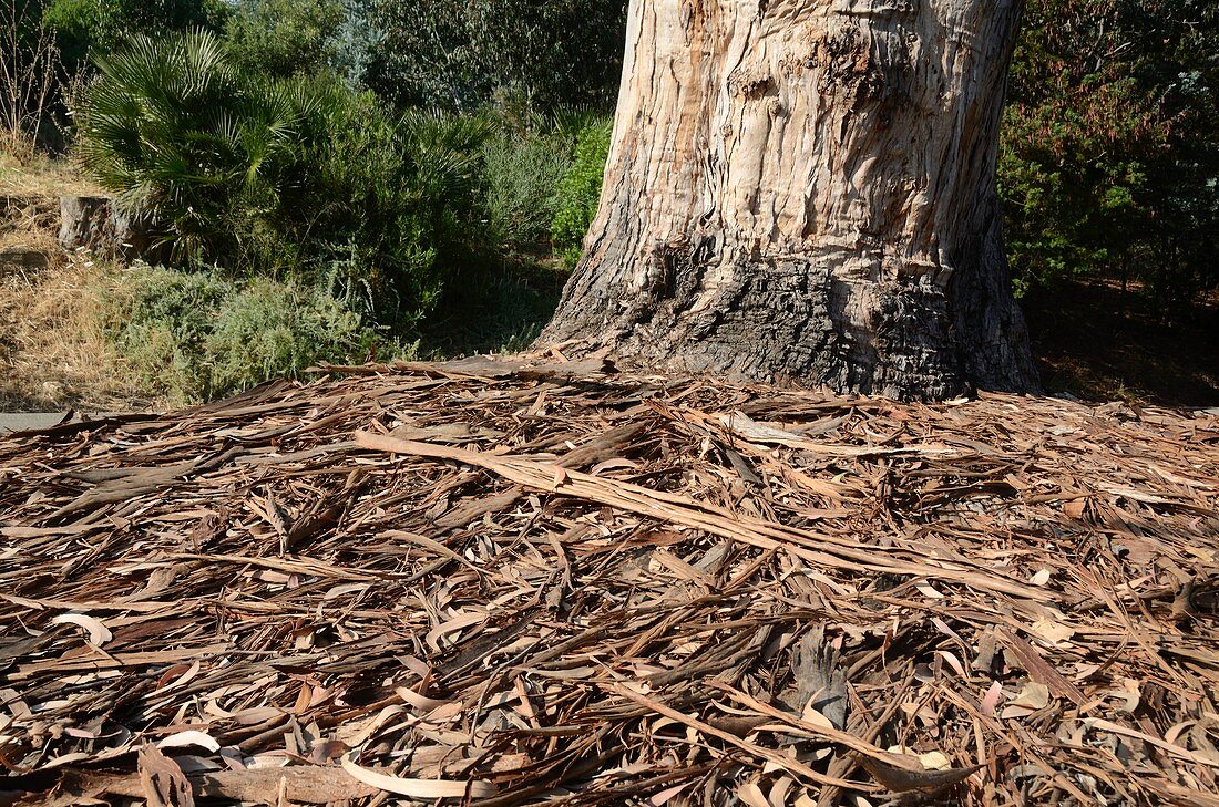 Swamp mahogany (Eucalyptus robusta) bark
