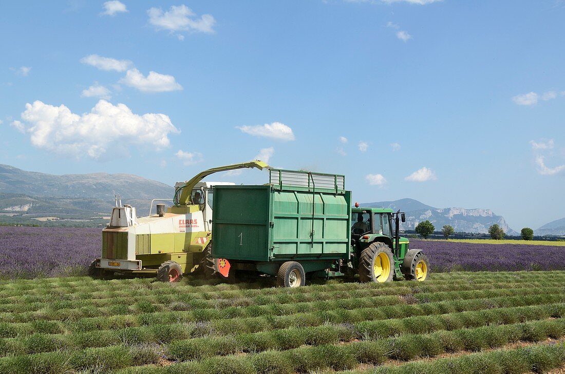 Harvesting lavender,France