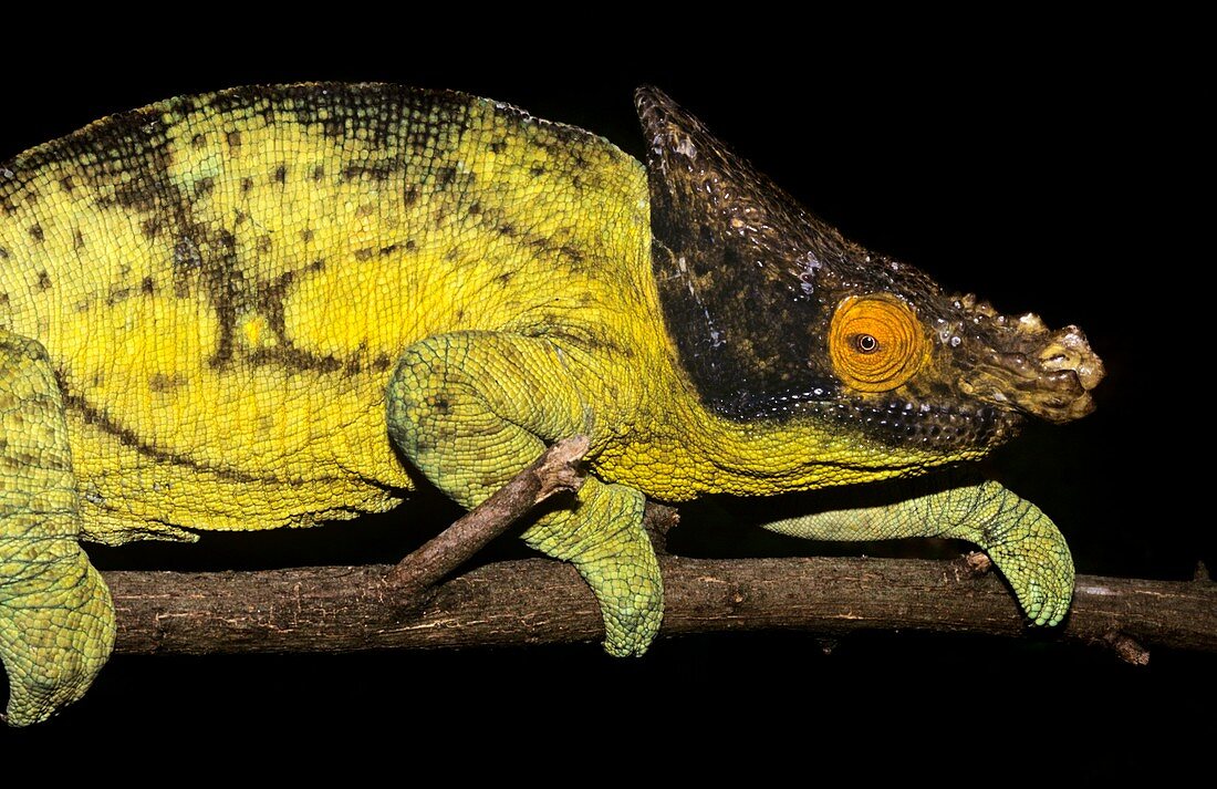 Male parson's chameleon