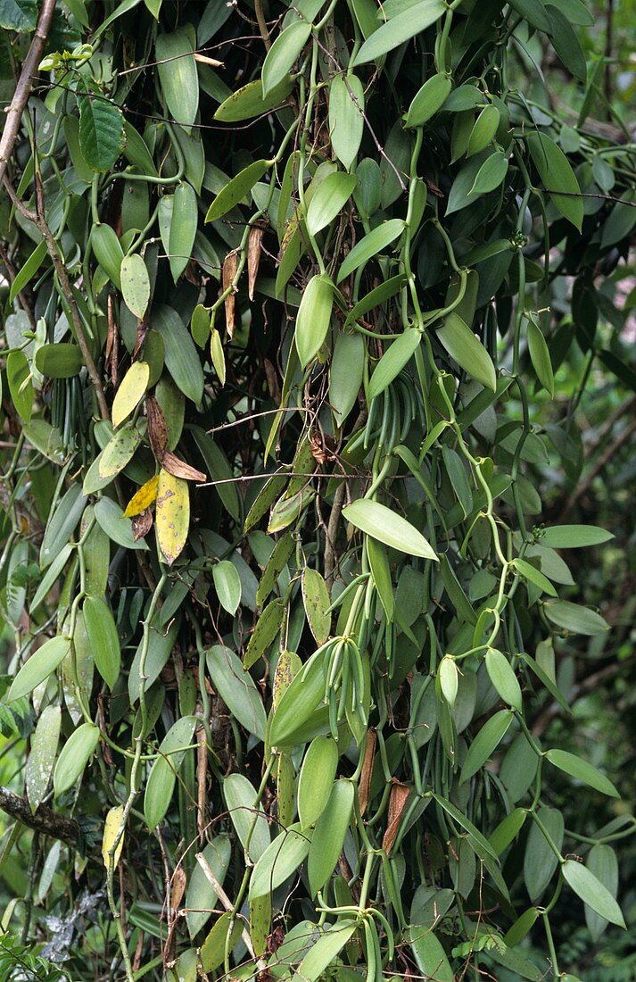 Vanill plant (Vanilla planifolia)