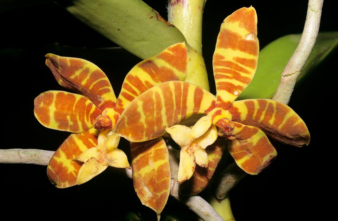 Orchid (Trichoglottis fasciata) flowers