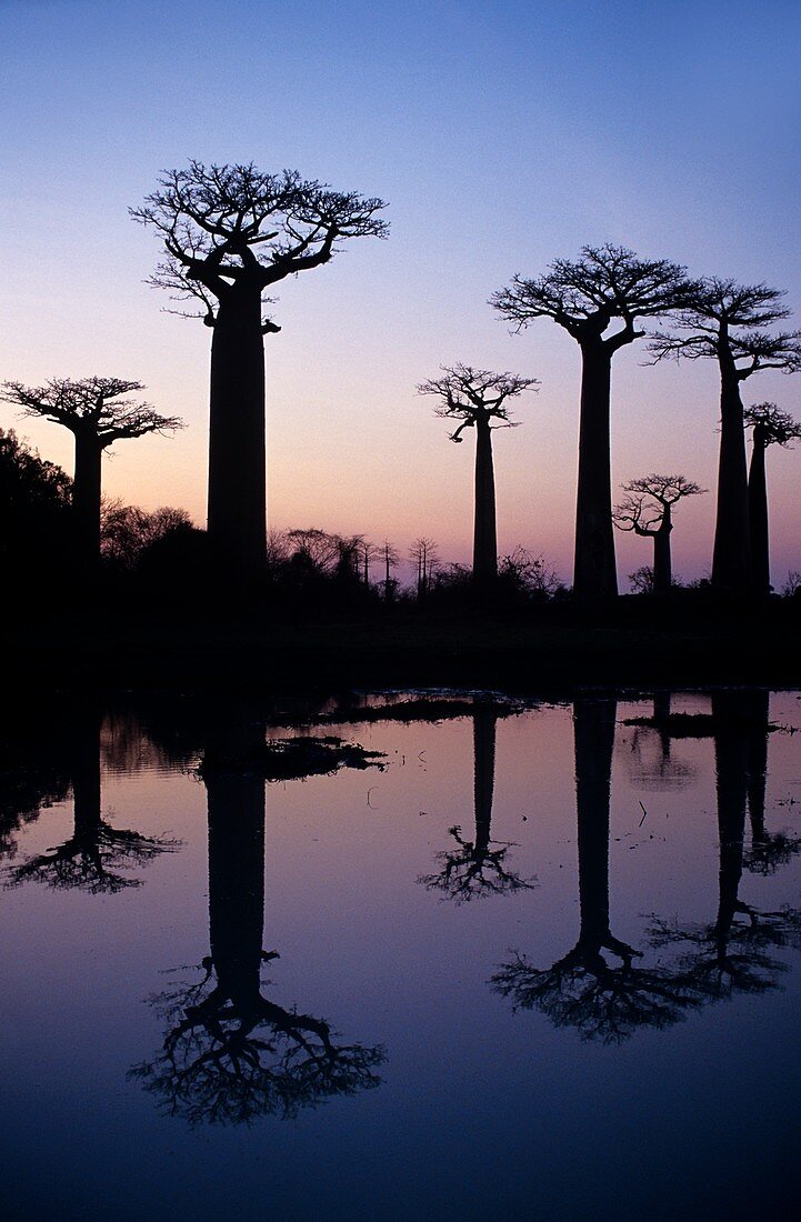 Baobab (Adansonia digitata) trees